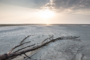 Summer tropical beach and dead tree in Thailand.